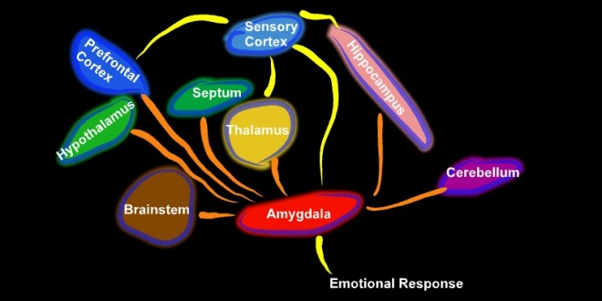 Amygdala connections (c) C.Webber 2010