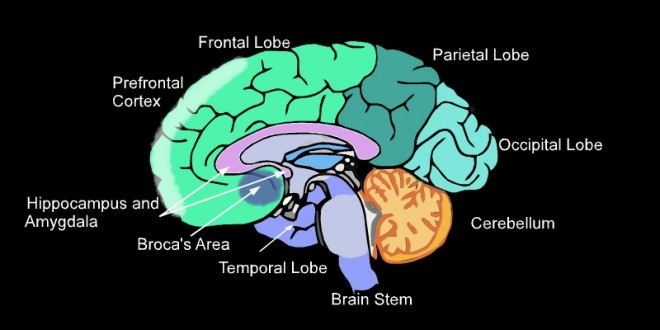 The Brain (c) C.Webber 2010